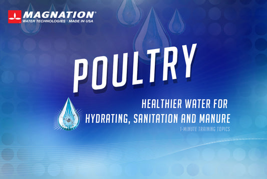 Peruvian Farm Solves Multiple Poultry Wellness Benefits