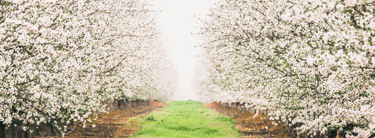 San Joaquin Valley Farmer Replaces Gypsum, Saves 20% Irrigation Water