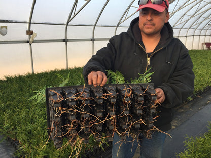 Seed Maximizer